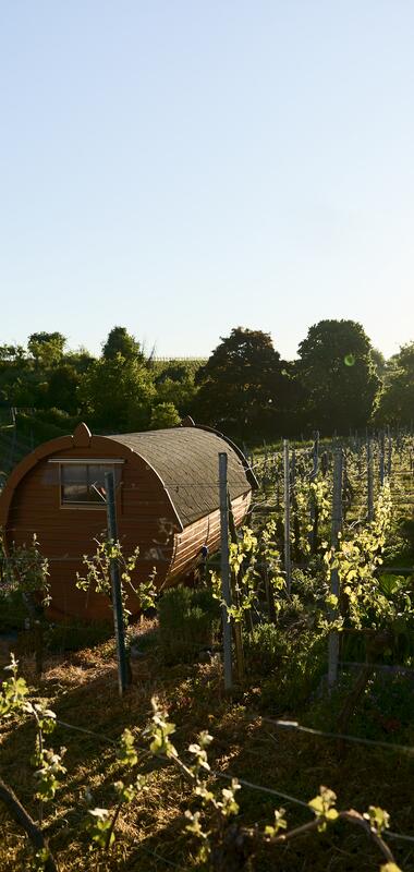 Wohnmobilstellplatz auf dem Winzerhof - Weingut Müller im Auerberg | Nordheim, HeilbronnerLand, Baden-Württemberg, Deutschland