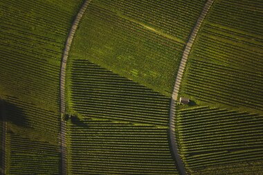 Weinberge in Heilbronn im HeilbronnerLand, Baden-Württemberg, Deutschland