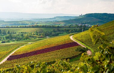Wohnmobilstellplatz Weinkonvent Dürrenzimmern | Brackenheim | © Touristikgemeinschaft HeilbronnerLand e.V.