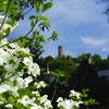 Ein weiß blühender Busch im Vordergrund, im Hintergrund ist verschwommen die Burgruine Windeck zu sehen. | © Jürgen Eck