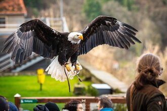 Greifenwarte Burg Guttenberg - Flugvorführungen & Falknerstunden | Haßmersheim | Neckartal