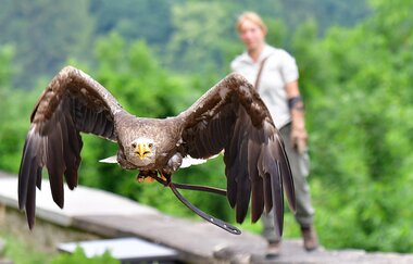 Greifenwarte Burg Guttenberg - Flugvorführungen & Falknerstunden | Haßmersheim | Neckartal