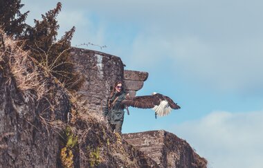 Greifenwarte Burg Guttenberg - Flugvorführungen & Falknerstunden | Haßmersheim  Neckartal