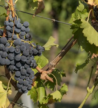 Ökoweingut Stutz