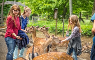 Erwachsene und Kinder füttern im Gehege Hirsche | © ps:ag