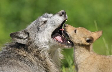 Wolf  Welpe schaut Altwolf ins Maul