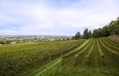 Winzer von Baden eG Wiesloch | © Winzer von Baden