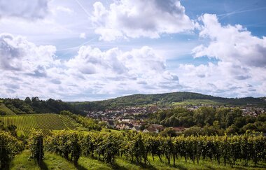 Winzer von Baden eG Wiesloch | © Winzer von Baden