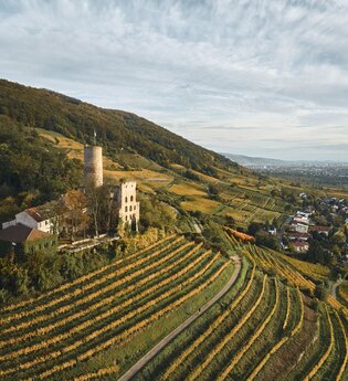 Burgruine Strahlenburg auf einem bewaldeten Hügel mit Weinbergen und Blick auf Schriesheim. | © Landratsamt Rhein-Neckar-Kreis, Stefan Leitner