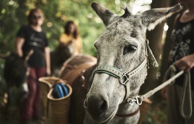 Eselwanderung, Personen sind mit einem Esel im Wald unterwegs | © Tourimia Tourismus GmbH | Stefan Leitner Photography